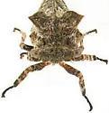 Microcentrus solussidus - photo 5