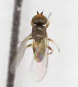 Microcercis bispina