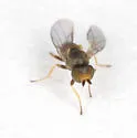 Microcercis bispina - photo 2