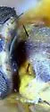 Microcercis dorsata - photo 2