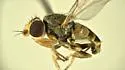 Microcercis infesta