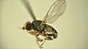 Microcercis infesta - photo 2