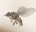 Microcercis insularis