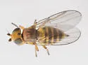 Microcercis johanni