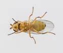 Microcercis johanni - photo 4