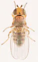Microcercis johanni - photo 5