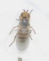 Microcercis minor