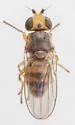 Microcercis minor - photo 3