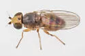 Microcercis minor - photo 4