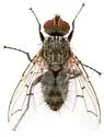 Microchaetina mexicana - photo 2