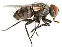 Microchaetina mexicana - photo 3