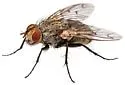 Microchaetina mexicana - photo 4