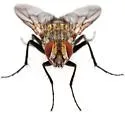 Microchaetina mexicana - photo 5