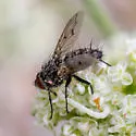 Microchaetina petiolata