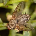 Microchaetina petiolata - photo 2