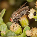 Microchaetina petiolata - photo 3