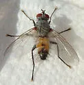 Microchaetina teleta - Microchaetina teleta