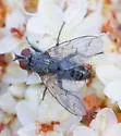 Microchaetina valida