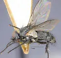 Microchaetina valida - photo 4