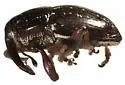 Microcholus striatus - photo 2