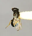 Microchridium minutum