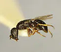Microchridium minutum - photo 2
