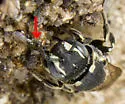 Microchridium minutum - photo 3