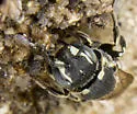 Microchridium minutum - photo 4