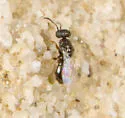 Microchridium minutum - photo 5