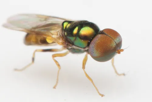 Microchrysa flaviventris - photo 3