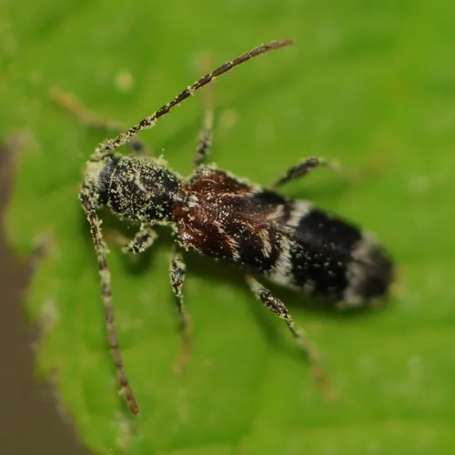 Microclytus compressicollis - photo 2