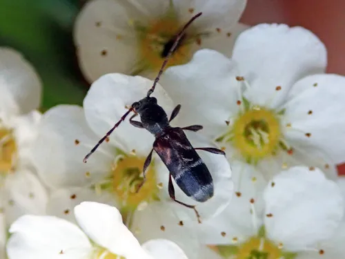 Microclytus compressicollis - photo 3