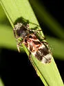Microclytus gazellula