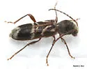 Microclytus gazellula - photo 3