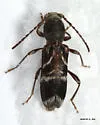 Microclytus gazellula - photo 4