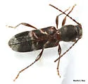 Microclytus gazellula - photo 5