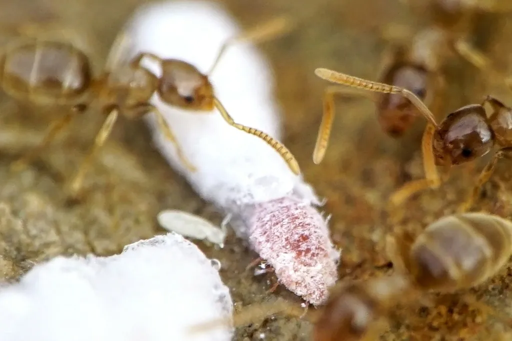 Micrococcidae - photo 2