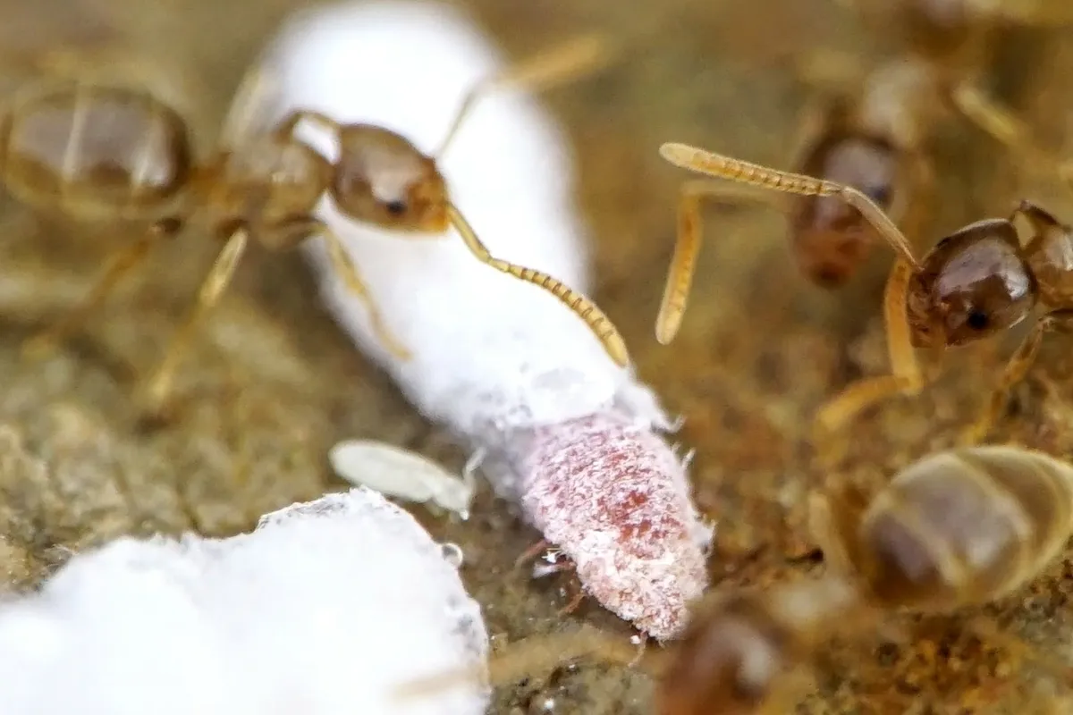 Micrococcidae - photo 3