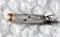 Gold-stripe Grass-veneer - Hodges#5419