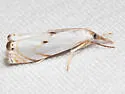 Gold-stripe Grass-veneer - Hodges#5419 - photo 2