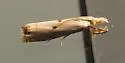 Gold-stripe Grass-veneer - Hodges#5419 - photo 3