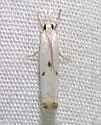Gold-stripe Grass-veneer - Hodges#5419 - photo 5