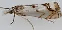Microcrambus copelandi - Hodges#5418