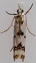 Microcrambus copelandi - Hodges#5418 - photo 2