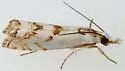 Microcrambus copelandi - Hodges#5418 - photo 3