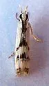 Microcrambus copelandi - Hodges#5418 - photo 4