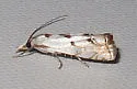 Microcrambus copelandi - Hodges#5418 - photo 5