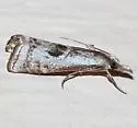 Microcrambus croesus - Hodges#5426 - Microcrambus croesus