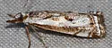 Microcrambus croesus - Hodges#5426 - photo 3