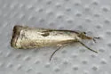 Microcrambus croesus - Hodges#5426 - photo 4